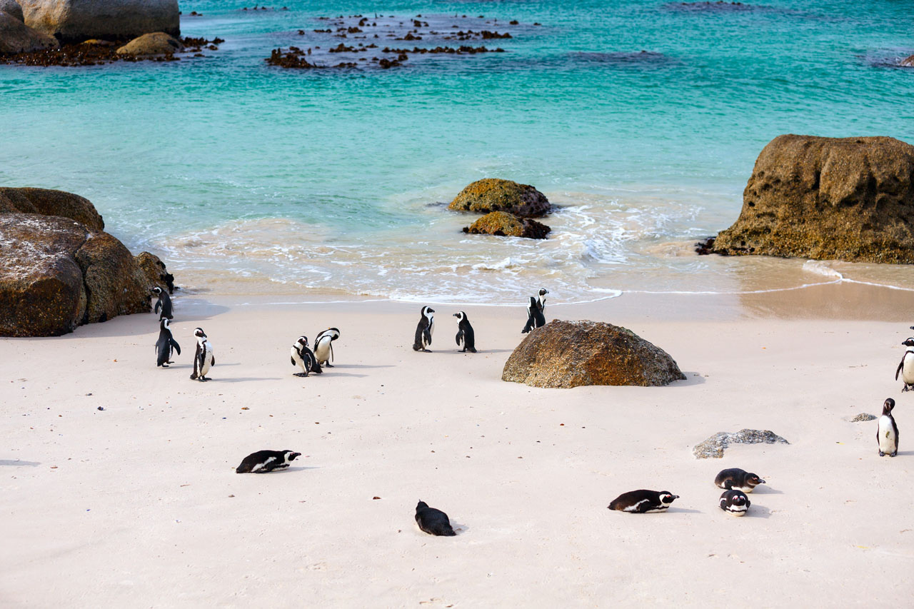 bigstock-African-penguins-colony-at-Bou-145831343.jpg