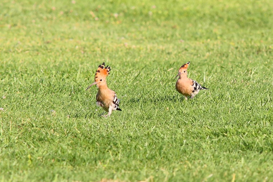 Hoopoe_80050.jpg