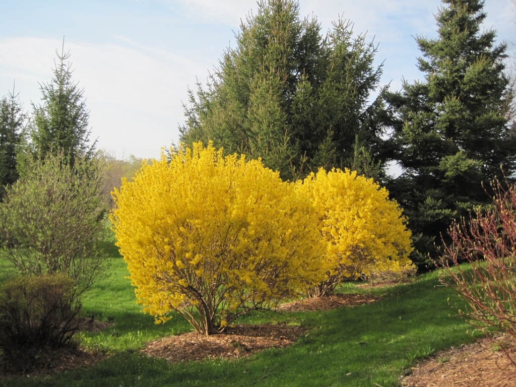 Lynwood-Gold-Forsythia.jpg